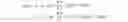 Fig. 02 - Pixel circuit and driving method thereof, display panel