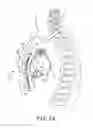 Fig. 04 - Automatic thresholds for atrial tachyarrhythmia detection in an implantable medical device