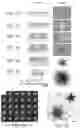 Fig. 02 - Method and device for statistical tissue sampling using microdevices