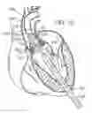 Fig. 09 - Retaining mechanisms for prosthetic valves