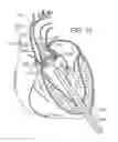 Fig. 09 - Retaining mechanisms for prosthetic valves