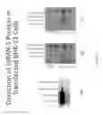 Fig. 02 - CNS delivery of MRNA and uses thereof