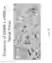 Fig. 07 - CNS delivery of MRNA and uses thereof
