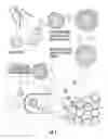 Fig. 02 - Peptide/particle delivery systems