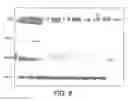 Fig. 06 - Dental composition and use