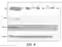 Fig. 07 - Dental composition and use