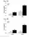 Fig. 05 - Oligomers Having Bicyclic Scaffold Moeities