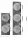Fig. 04 - Silver oxide formulations