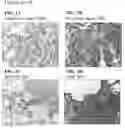Fig. 02 - COMPOSITIONS AND METHODS TO INDUCE TARGETED APOPTOSIS BY MODULATING PROTEIN TYROSINE PHOSPHATASE 13 (PTPN13)