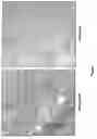 Fig. 09 - Compositions and methods for treating obesity and hyperphagia