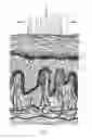 Fig. 02 - HIGHLY PENETRATING COMPOSITIONS AND METHODS FOR TREATING DISORDERED TISSUES