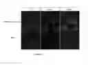 Fig. 07 - RVG Derived peptides