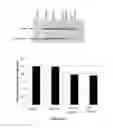 Fig. 09 - RVG Derived peptides