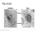 Fig. 22 - Self-assembling complex for targeting chemical agents to cells
