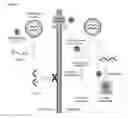 Fig. 10 - IMMOLATIVE CELL-PENETRATING COMPLEXES FOR NUCLEIC ACID DELIVERY