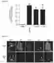 Fig. 20 - IMMOLATIVE CELL-PENETRATING COMPLEXES FOR NUCLEIC ACID DELIVERY