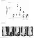 Fig. 22 - IMMOLATIVE CELL-PENETRATING COMPLEXES FOR NUCLEIC ACID DELIVERY