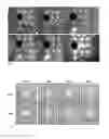 Fig. 03 - ANHYDROUS BIOCOMPATIBLE COMPOSITE MATERIALS