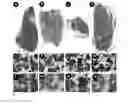 Fig. 06 - ANHYDROUS BIOCOMPATIBLE COMPOSITE MATERIALS
