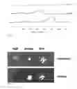 Fig. 08 - ANHYDROUS BIOCOMPATIBLE COMPOSITE MATERIALS