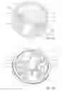 Fig. 08 - CONTROL WIRE DISTAL SECUREMENT IN STEERABLE CATHETER