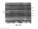 Fig. 09 - Method for making multilayer coextruded films using a layer sequence repeater module