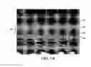 Fig. 13 - Method for making multilayer coextruded films using a layer sequence repeater module