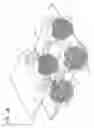 Fig. 07 - FRUIT IN A BUBBLE WRAP MAT