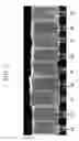 Fig. 04 - Silicate glasses having low seed concentration