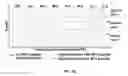 Fig. 14 - Composition and method for affecting the binding of antigen-binding polypeptides to antigens
