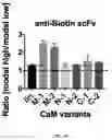 Fig. 16 - Composition and method for affecting the binding of antigen-binding polypeptides to antigens