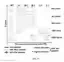 Fig. 20 - Composition and method for affecting the binding of antigen-binding polypeptides to antigens