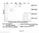 Fig. 22 - Composition and method for affecting the binding of antigen-binding polypeptides to antigens