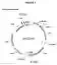 Fig. 02 - Pharmaceutical preparation comprising recombinant HcG