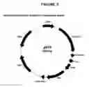 Fig. 04 - Pharmaceutical preparation comprising recombinant HcG