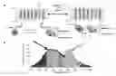 Fig. 01 - NOVEL VOLTAGE-DEPENDENT ION CHANNEL FUSIONS AND METHOD OF USE THEREOF