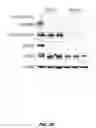 Fig. 72 - FUSION PROTEINS AND METHODS THEREOF