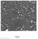 Fig. 07 - REACTIVE PERPENDICULAR ALIGNED MATERIAL, LIQUID CRYSTAL DISPLAY PANEL, AND METHOD OF LIQUID CRYSTAL ALIGNMENT