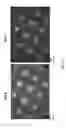 Fig. 32 - Methods of generating functional human tissue