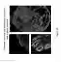 Fig. 33 - Methods of generating functional human tissue