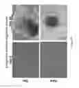 Fig. 40 - Methods of generating functional human tissue