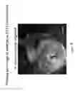 Fig. 41 - Methods of generating functional human tissue