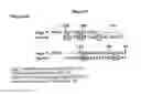 Fig. 21 - MATERIALS AND METHODS FOR TREATMENT OF HEMOGLOBINOPATHIES