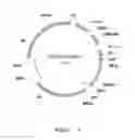 Fig. 02 - Gene engineering yeast having saccharification function, method of preparing same, and application of same