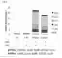Fig. 09 - Engineering of hydrocarbon metabolism in yeast