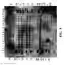Fig. 09 - Soybean event DP-305423-1 and compositions and methods for the identification and/or detection thereof