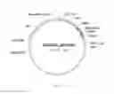 Fig. 02 - Modification of transcriptional repressor binding site in NF-YC4 promoter for increased protein content and resistance to stress