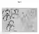 Fig. 06 - Methods and compositions for selective regulation of protein expression