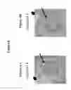 Fig. 07 - Methods and compositions for selective regulation of protein expression