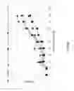 Fig. 30 - Biological methods for preparing a fatty dicarboxylic acid
